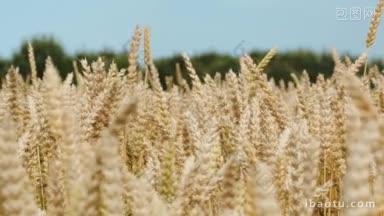 特写镜头的<strong>小麦</strong>耳朵几乎摆动在风农业和收获的时候